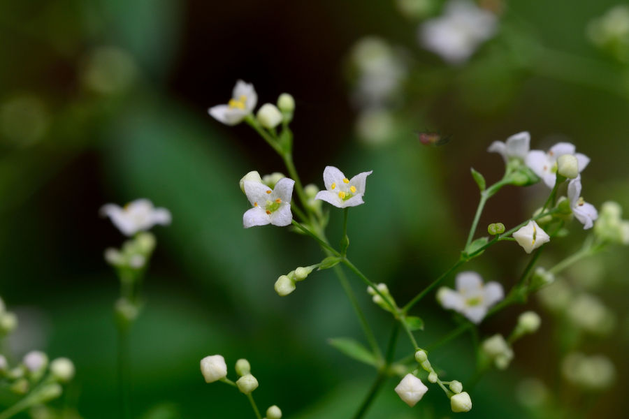 Wald-Labkraut Galium sylvaticum 2