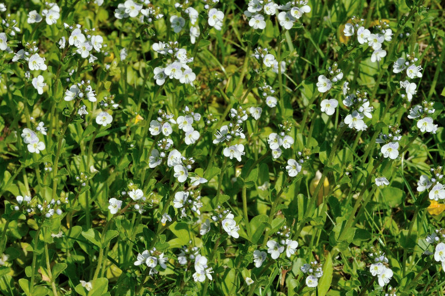 Quendel-Ehrenpreis Veronica serpyllifolia 1