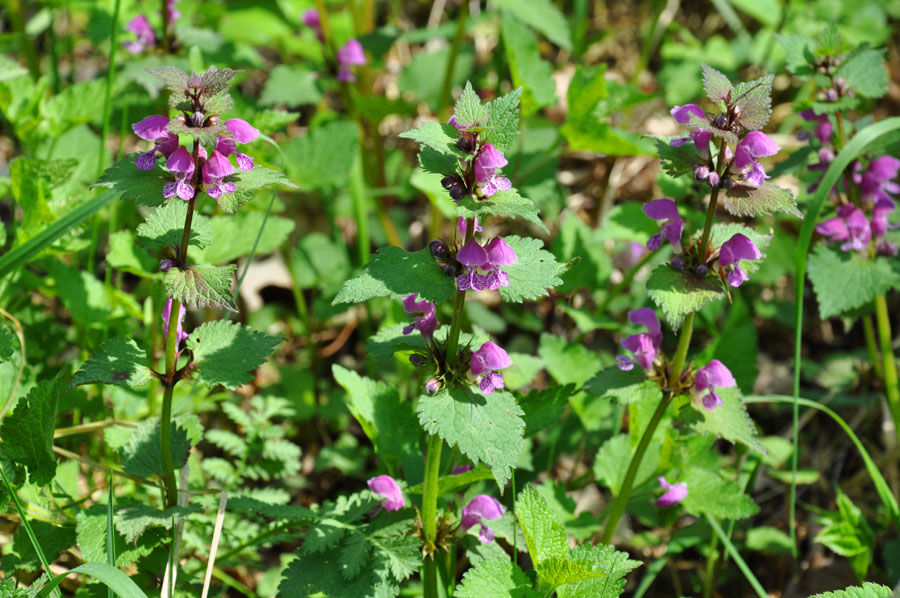 Gefleckte Taubnessel Lamium maculatum 1