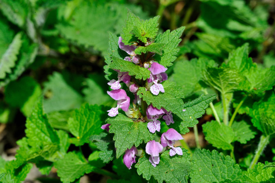 Gefleckte Taubnessel Lamium maculatum 2