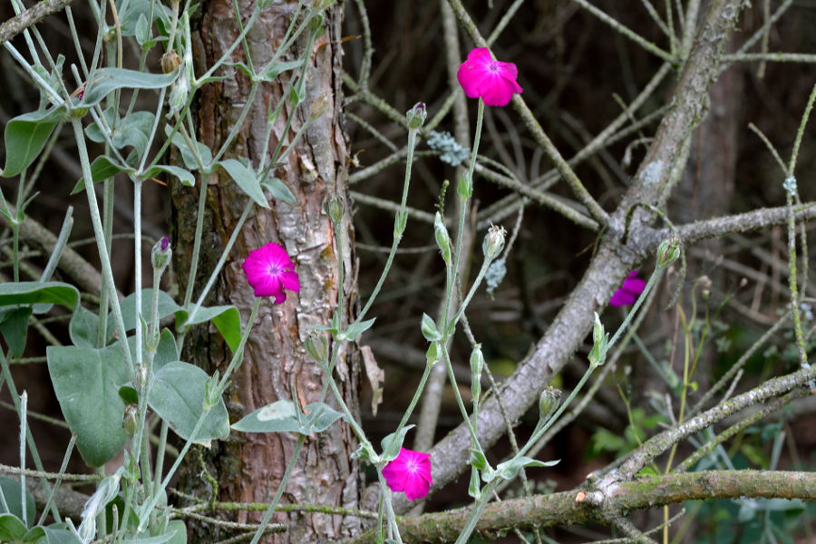 Kronen-Lichtnelke Silene coronaria 1