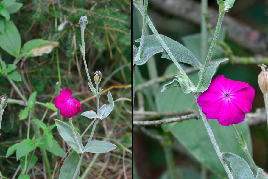 Kronen-Lichtnelke Silene coronaria 2