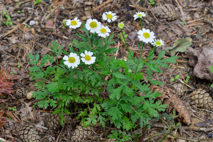 Mutterkraut Tanacetum parthenum 1