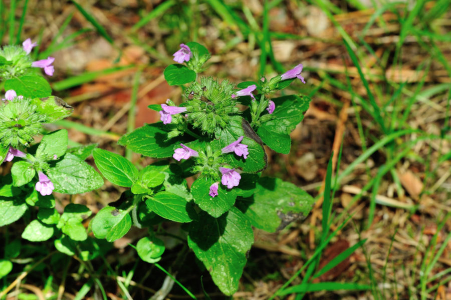 Gemeiner Wirbeldost Clinopodium vulgare 2