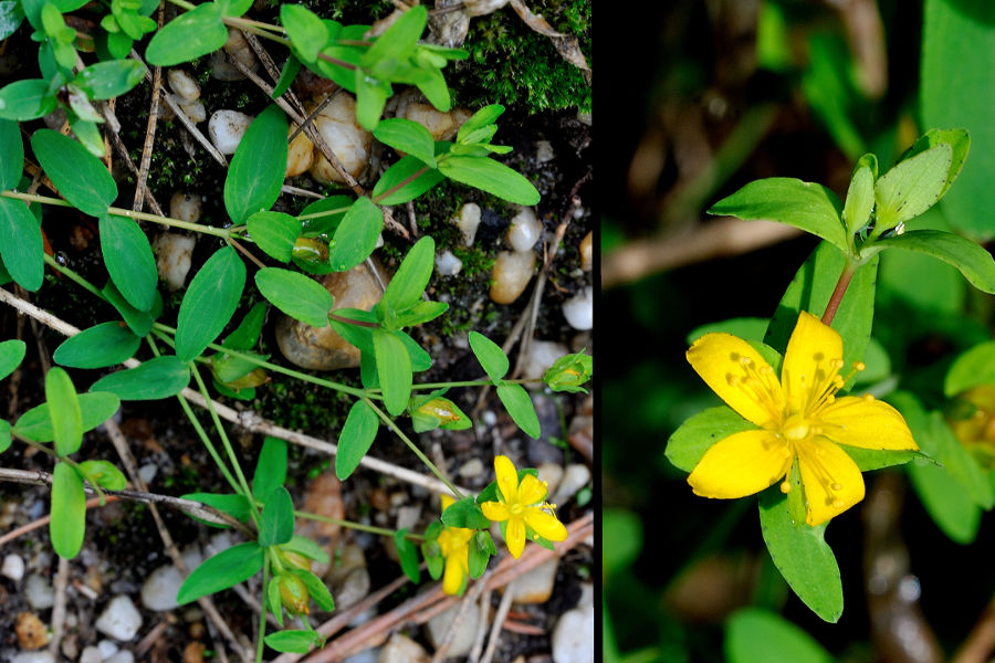 Niederliegendes Johanniskraut Hypericum humifusum 1