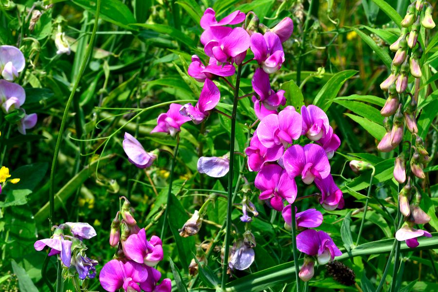 Breitblatt-Platterbse Lathyrus latifolius 1