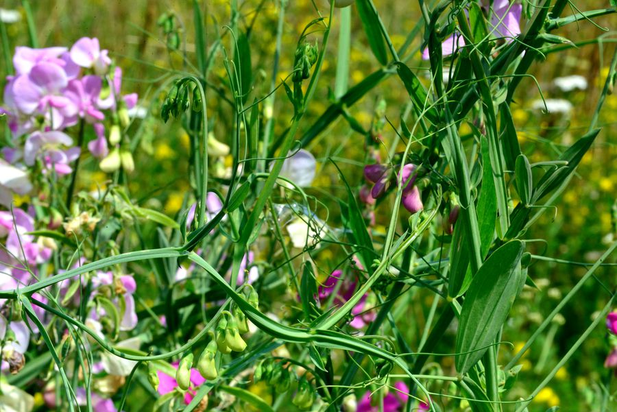 Breitblatt-Platterbse Lathyrus latifolius 2