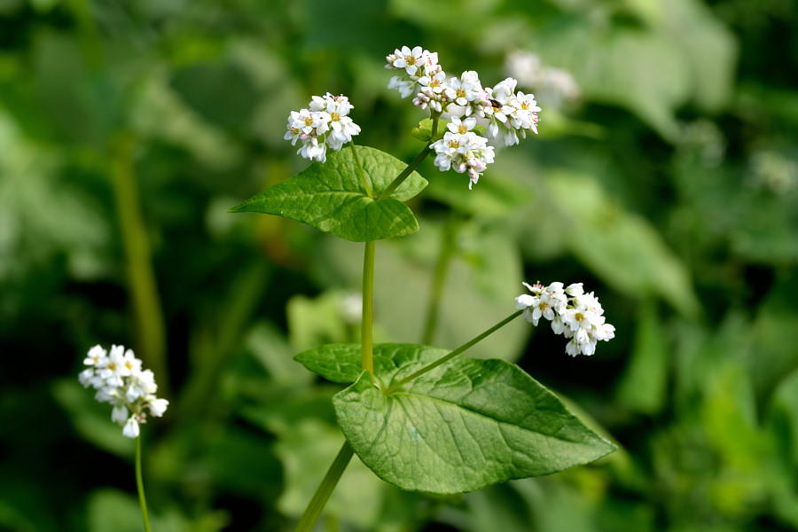 Echter Buchweizen Fagopyrum esculentum 1