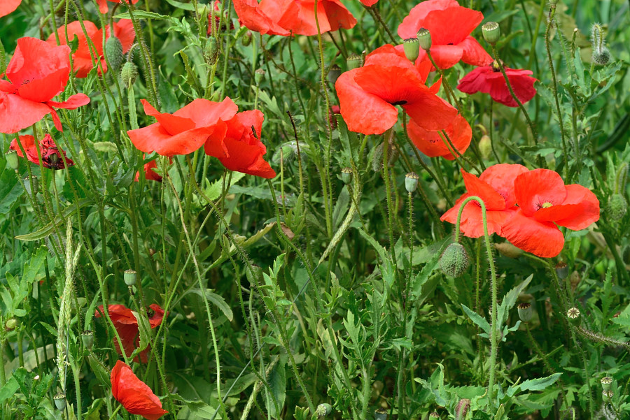 Klatschmohn Papaver rhoeas 1