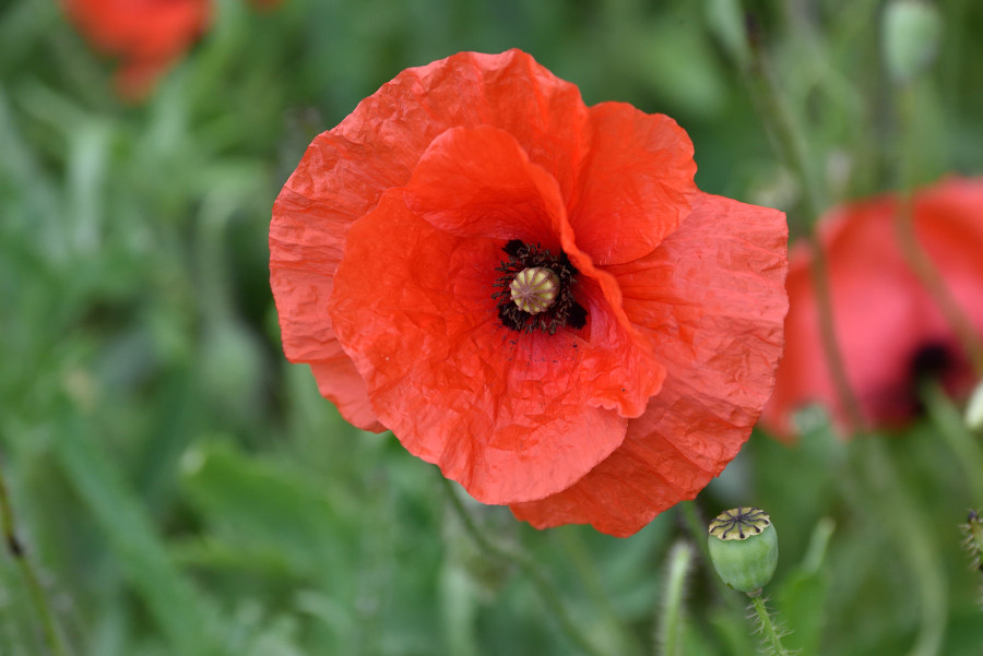 Klatschmohn Papaver rhoeas 2