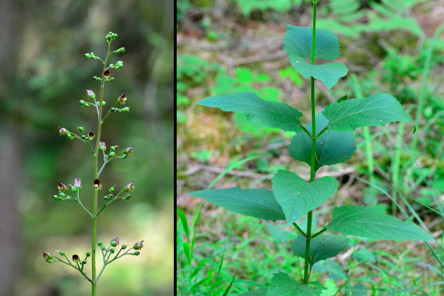 Knotige Braunwurz Scrophularia nodosa 1