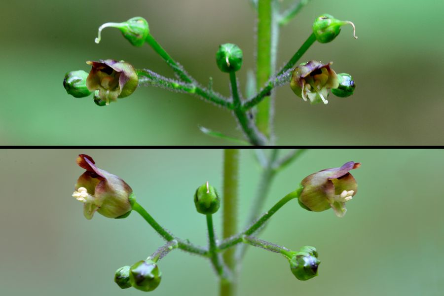 Knotige Braunwurz, Scrophularia nodosa 2