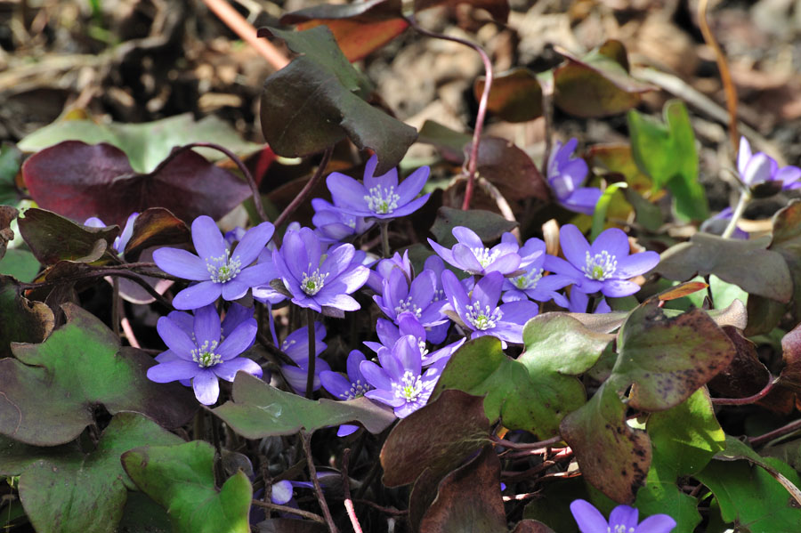 Leberbluemchen, Hepatica nobilis