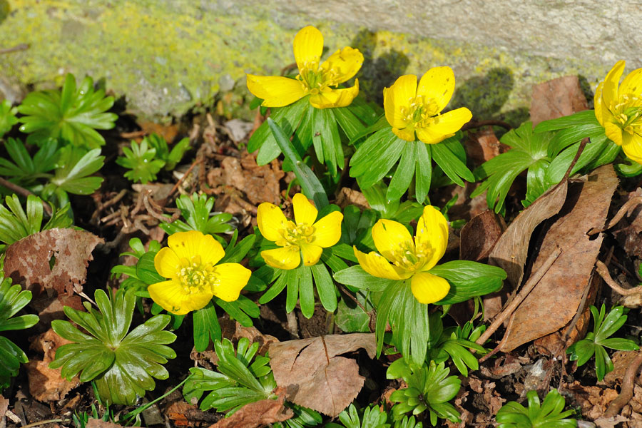 Winterling, Eranthis hyemalis