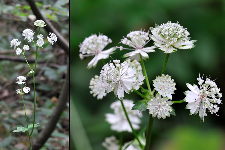 Grosse Sterndolde Astrantia major 1