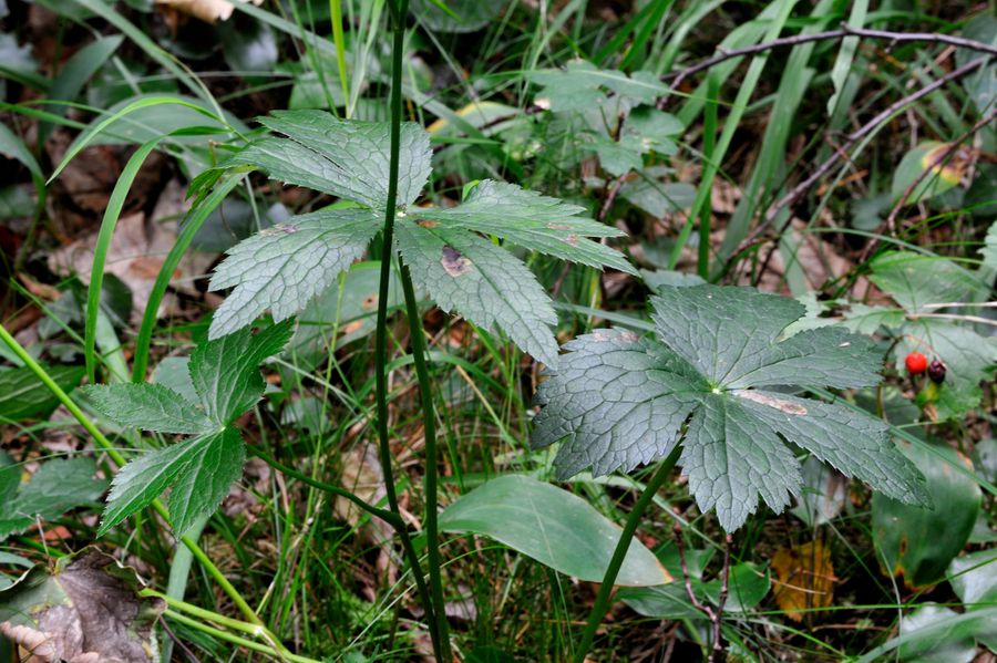 Grosse Sterndolde Astrantia major 2