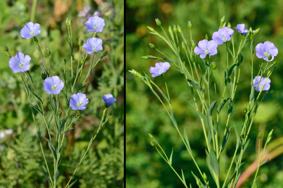 Gemeiner Lein, Linum usitatissimum 1