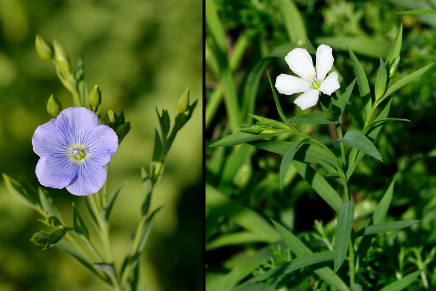 Gemeiner Lein, weisse Form Linum usitatissimum 2