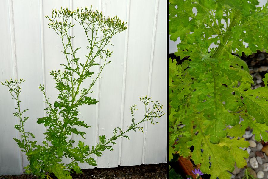 Wald-Greiskraut Senecio sylvaticus 1