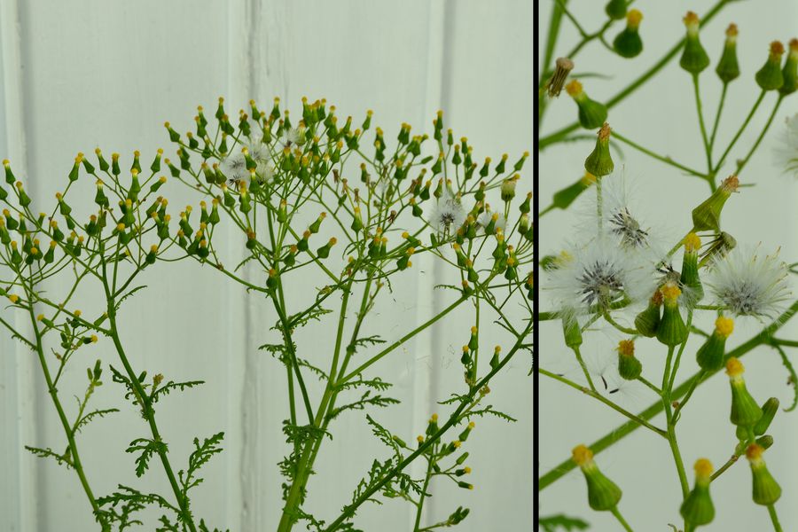 Wald-Greiskraut Senecio sylvaticus 2