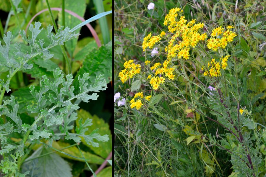 Jakobs-Greiskraut, Senecio jacobaea 1