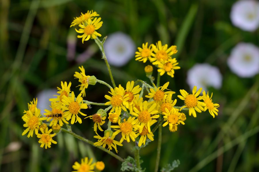 Jakobs-Greiskraut, Senecio jacobaea 2