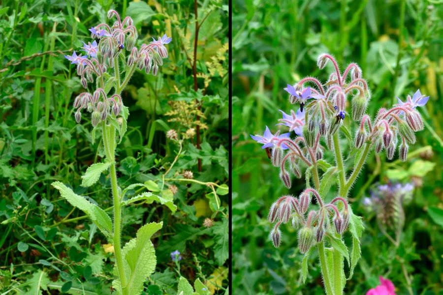 Borretsch, Borago offizinalis 1