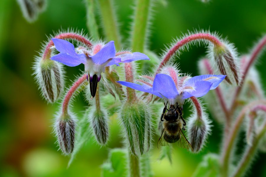 Borretsch, Borago offizinalis 2