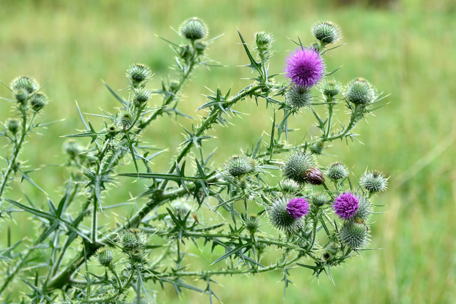 Gewoehnliche Kratzdistel, Cirsium vulgare 1