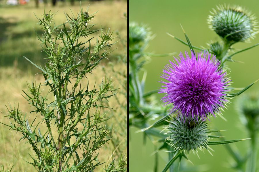 Gewoehnliche Kratzdistel, Cirsium vulgare 2