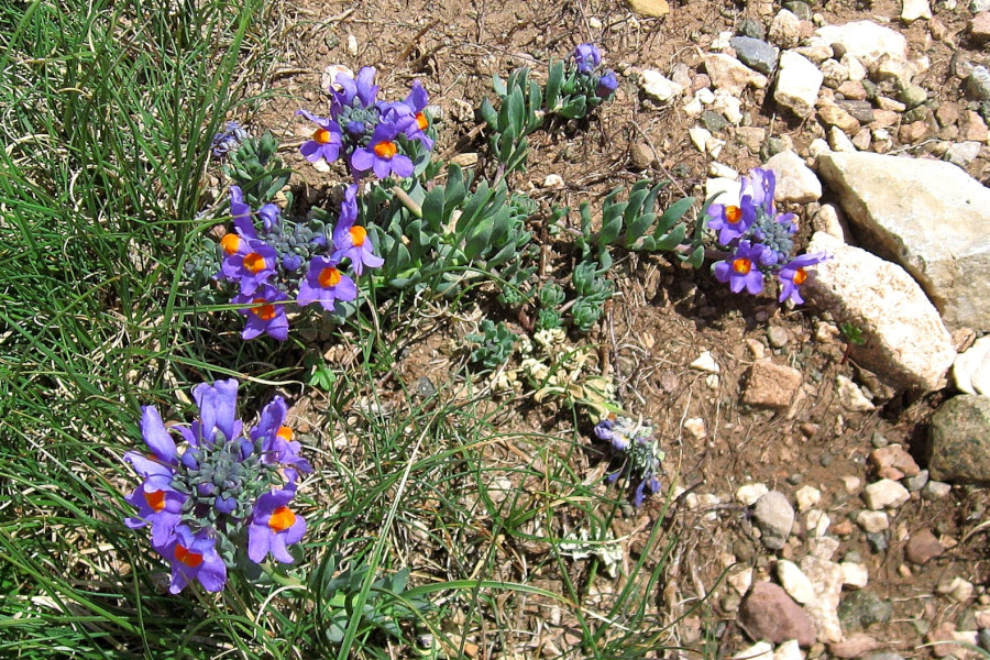 Alpen-Leinkraut Linaria alpina 2