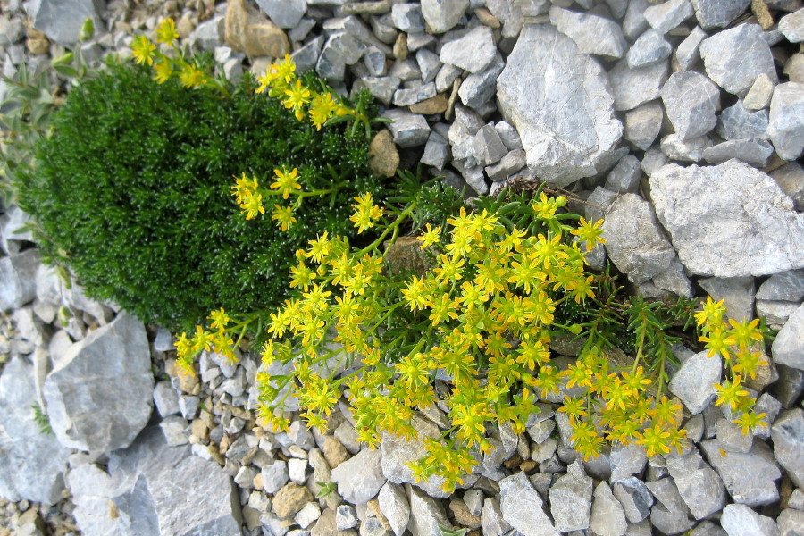 Fetthennen-Steinbrech Saxifraga alzoides 1