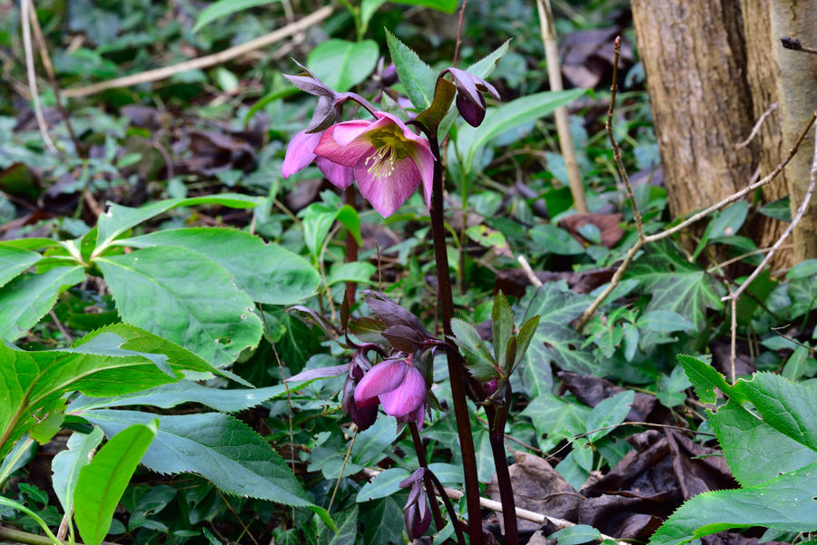 Dunkelrote Nieswurz Helleborus atrorubens 1