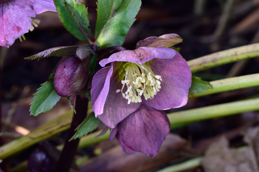 Dunkelrote Nieswurz Helleborus atrorubens 2