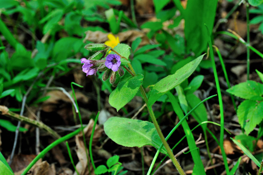 Echtes Lungenkraut, Pulmonavia officinalis