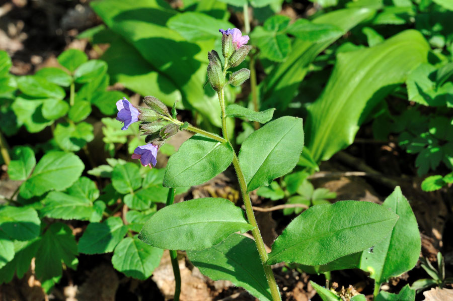 Echtes Lungenkraut, Pulmonavia officinalis