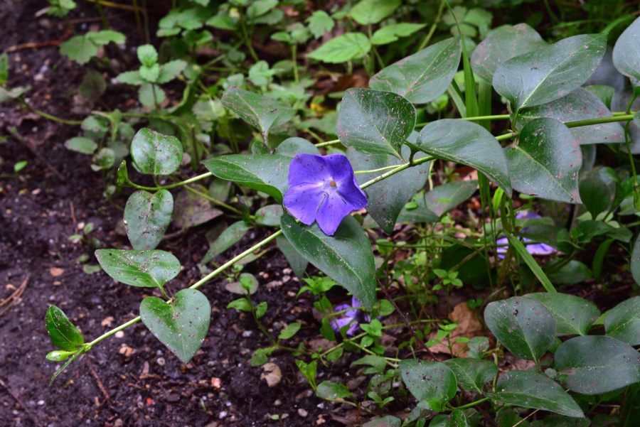 Grosses Immergruen 1, Vinca major