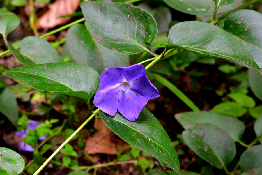 Grosses Immergruen 2, Vinca major