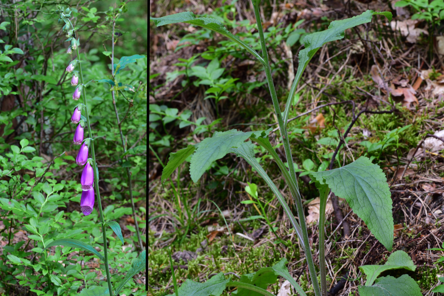 Roter_Fingerhut_1, Digitalis purpurea