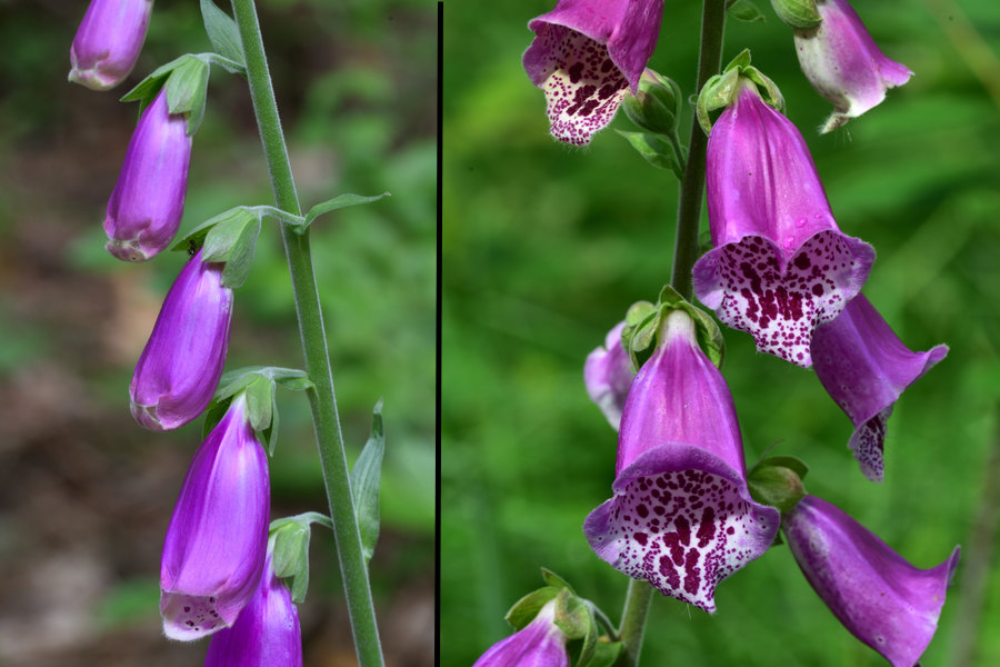 Roter_Fingerhut_2, Digitalis purpurea