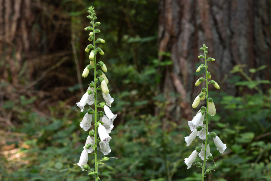 Weisser_Fingerhut_1, Digitalis purpurea alba