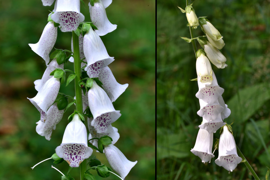 Weisser_Fingerhut_2, Digitalis purpurea alba