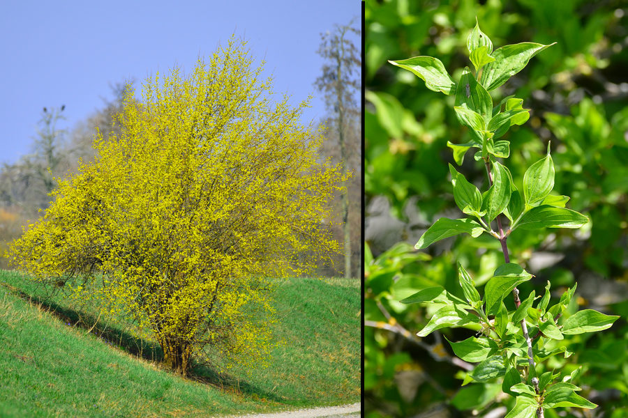 Kornelkirsche Cornus mas 1