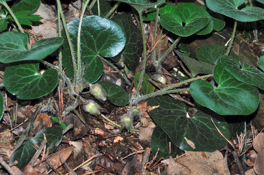 Gewoehnliche Haselwurz, Asarum europaeum