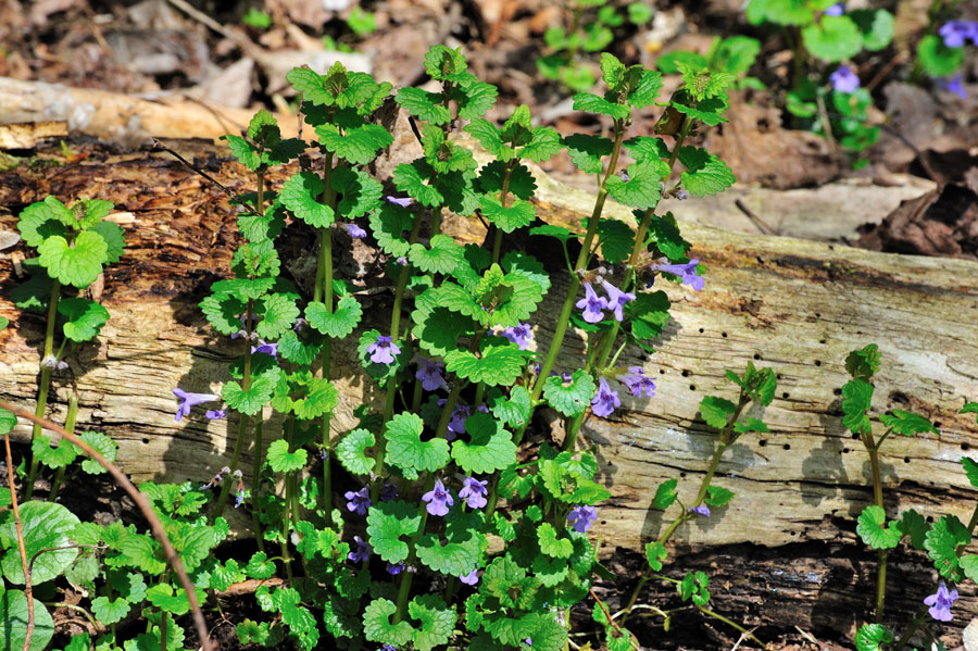 Gundermann, Glechoma hederacea