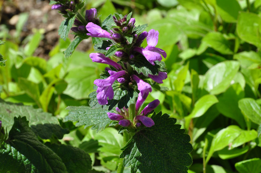 Gundermann, Glechoma hederacea