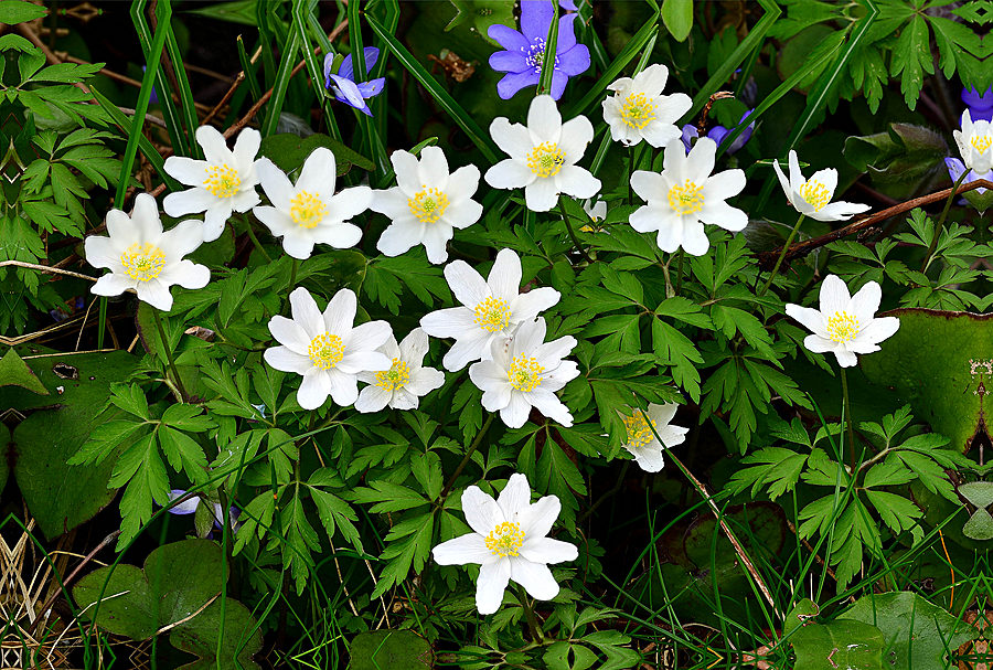 Weisses Buschwindroeschen, Anemone nemorosa 1