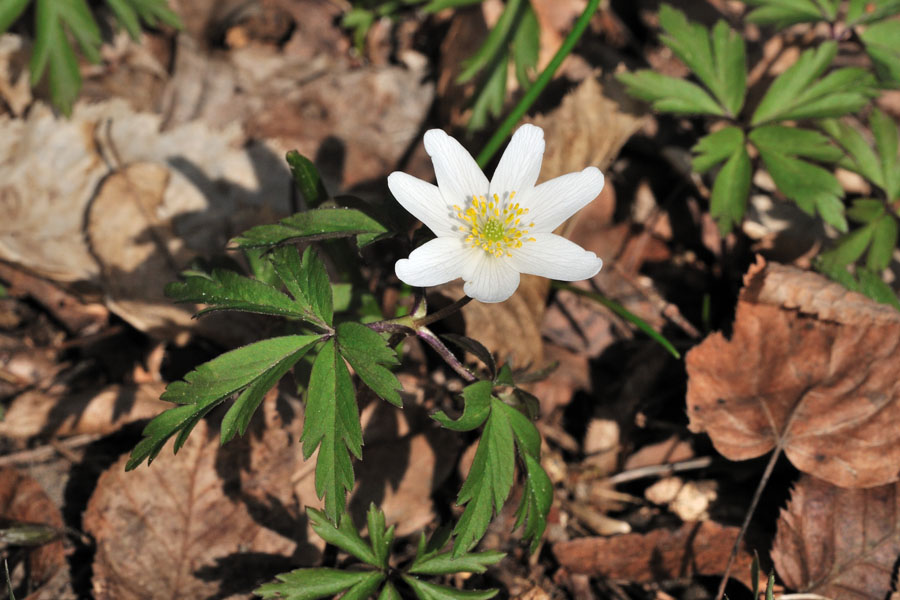 Weisses Buschwindroeschen, Anemone nemorosa 2