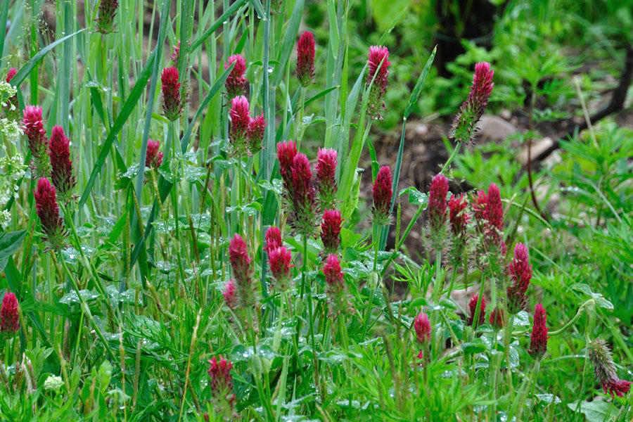 Inkarnat-Klee Trifolium incarnatum