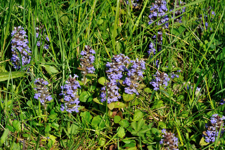 Kriechender Guensel Ajuga reptans 1